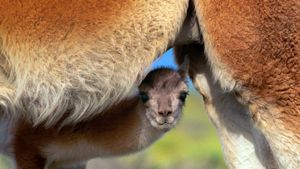 ｢赤ちゃんグアナコ｣チリ, トーレス・デル・パイネ国立公園 (© Gavriel Jecan/Aurora Photos)(Bing Japan)