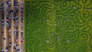 玉米迷宫，美国佩塔卢马  (© Gallery Stock)(Bing China)