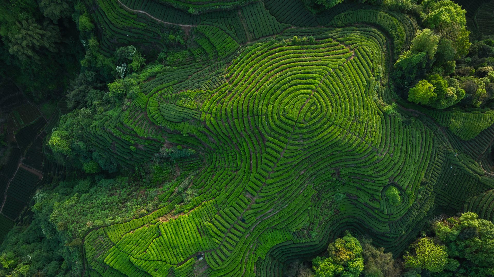 Tea terraces in Sichuan Province, China