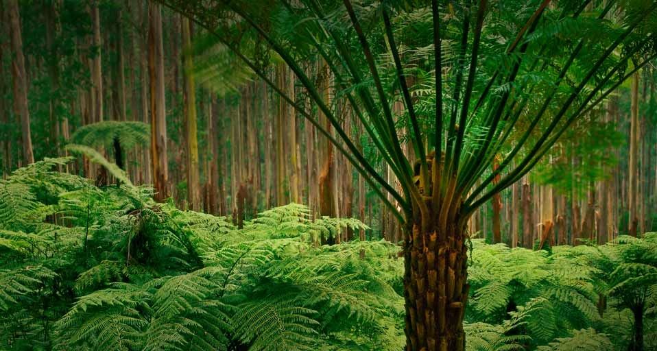 Soft tree ferns in the eucalyptus forest of Dandenong Ranges National Park, Australia