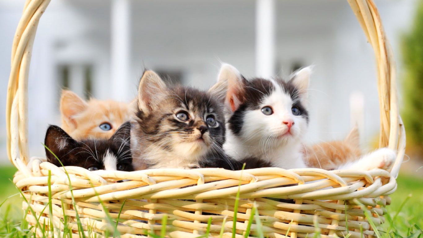 Kittens in a basket