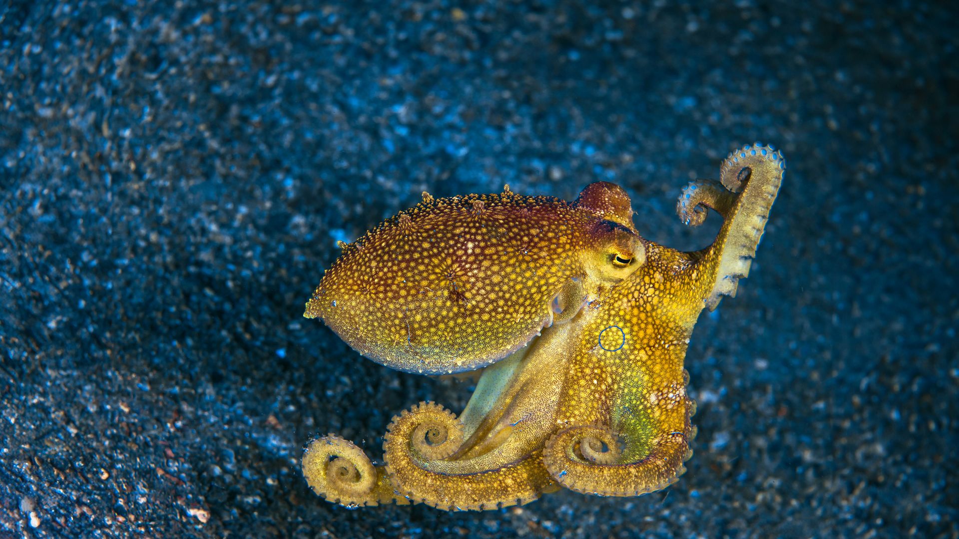 Polpo ocellato, Stretto di Lembeh, Indonesia