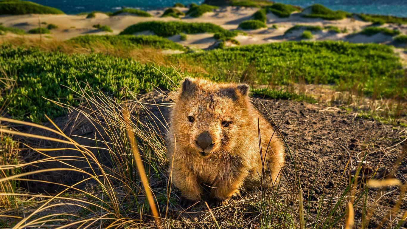 A common wombat at Point Lesueur on Maria Island in Tasmania, Australia