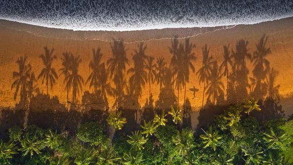 Surfer walking between palm trees in Medewi, Bali, Indonesia