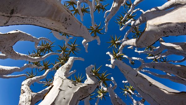 Quiver trees in Namibia