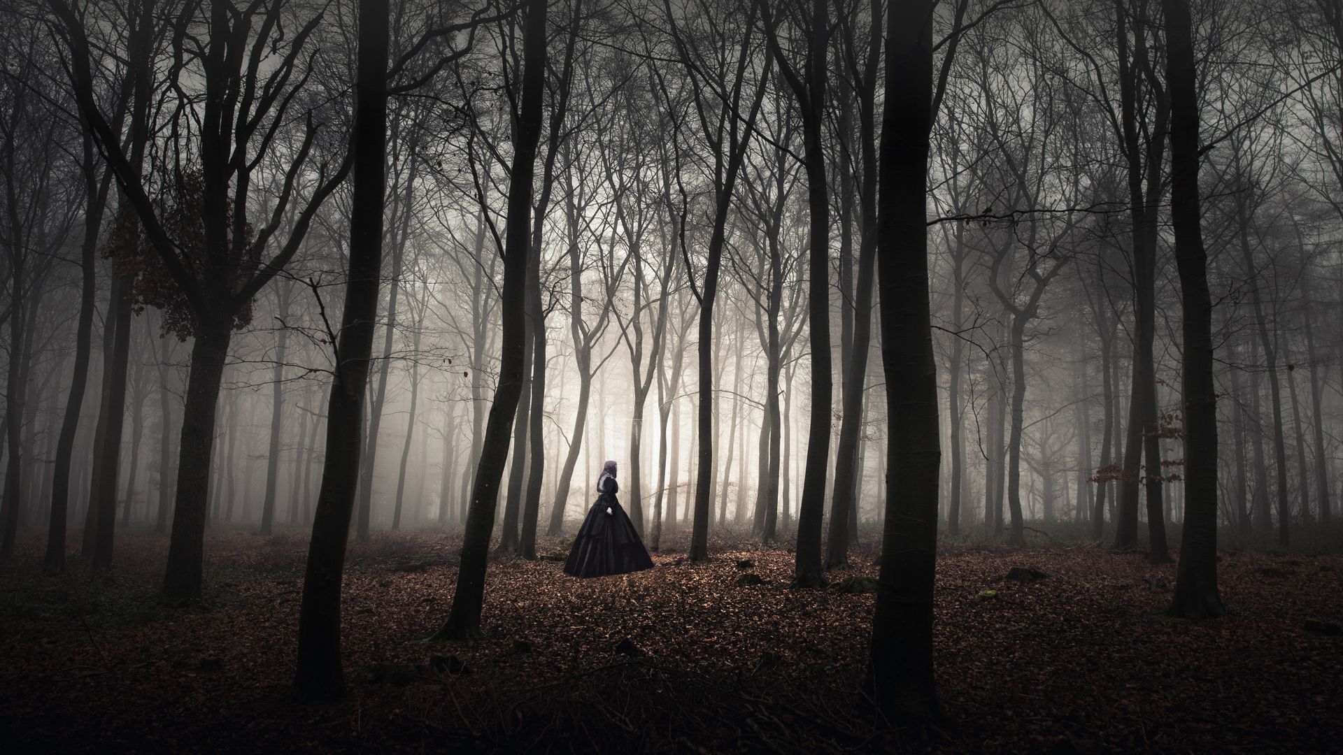 Trees in Wychwood Forest near Chipping Norton, Oxfordshire