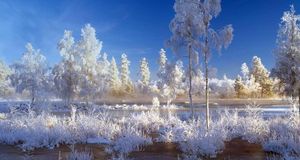 Trees and plants covered with snow in Dalarna, Sweden (© Lars Dahlstrom/Aurora Photos) &copy; (Bing United States)