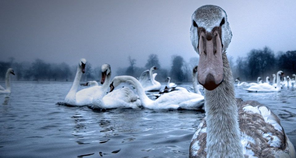Swans