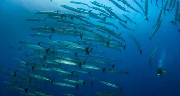 Scuba diver with school of barracuda at Alona Beach, Panglao Island, Bohol, Philippines