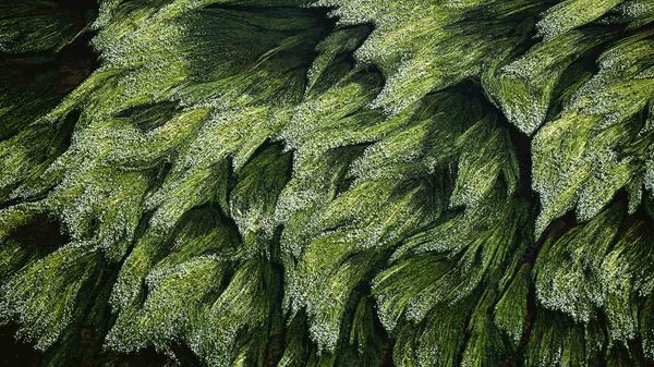Underwater grass in the Loire River near Digoin, Saône-et-Loire, France