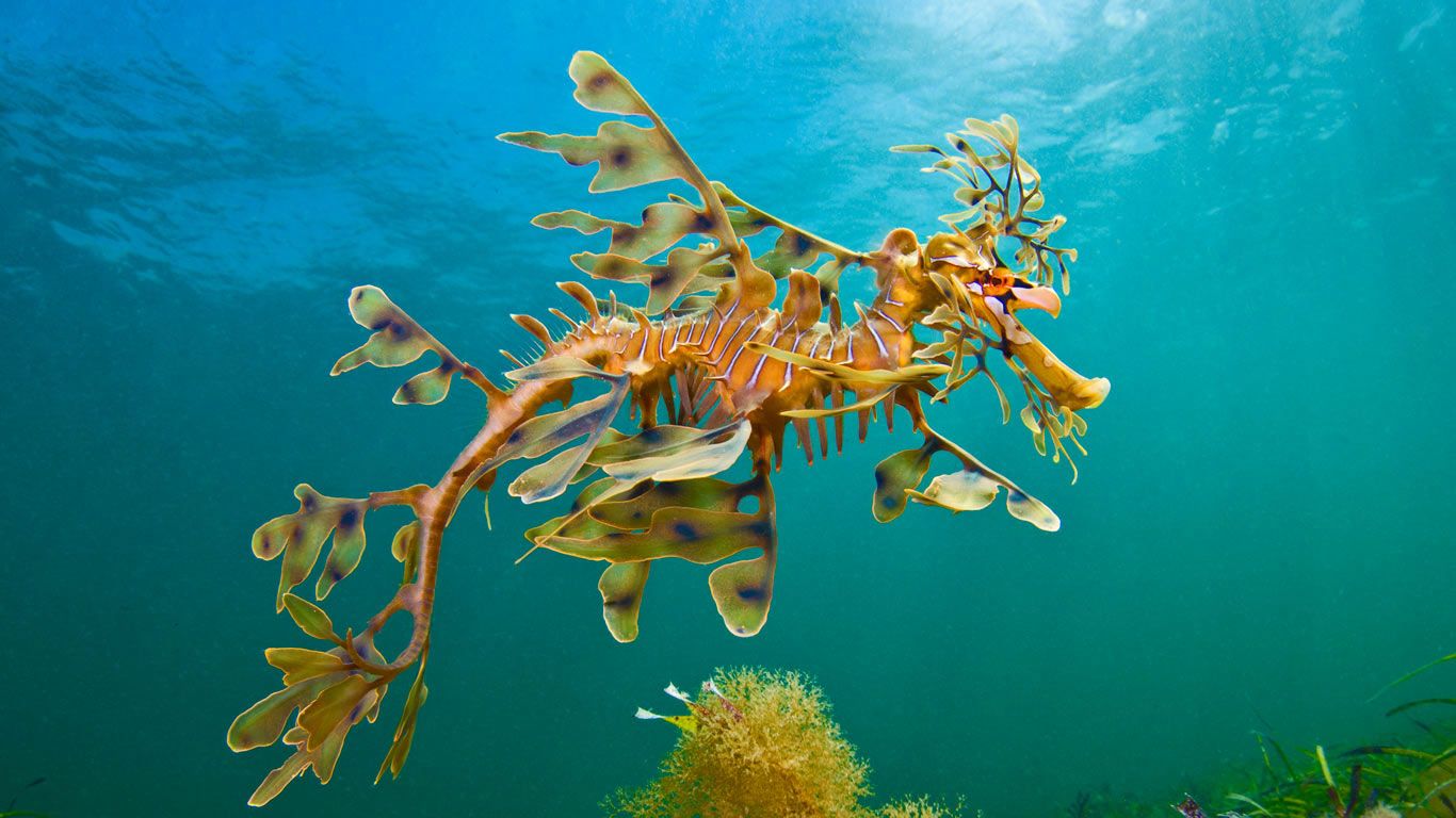 A leafy seadragon in the waters off Wool Bay, Australia