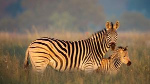 Burchell-Zebra Mutter und Fohlen, Rietvlei Nature Reserve, Südafrika (© Richard Du Toit/Minden Pictures)(Bing Deutschland)