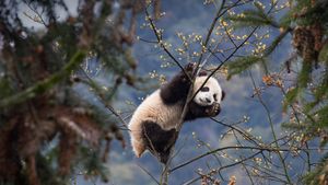 Bébé panda géant dans la base des pandas géants de Bifengxia, Sichuan, Chine (© Suzi Eszterhas/Minden Pictures)(Bing France)
