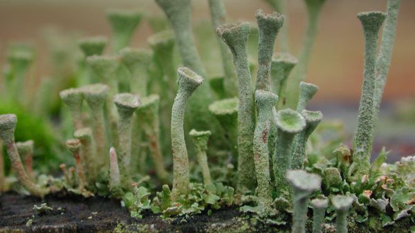 Pixie-cup lichen growing on a post