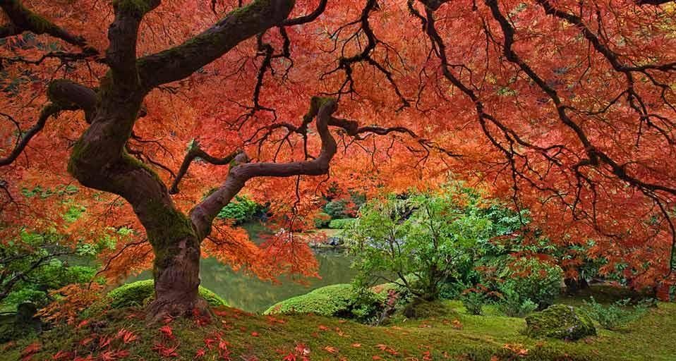 PortlandJapaneseGarden