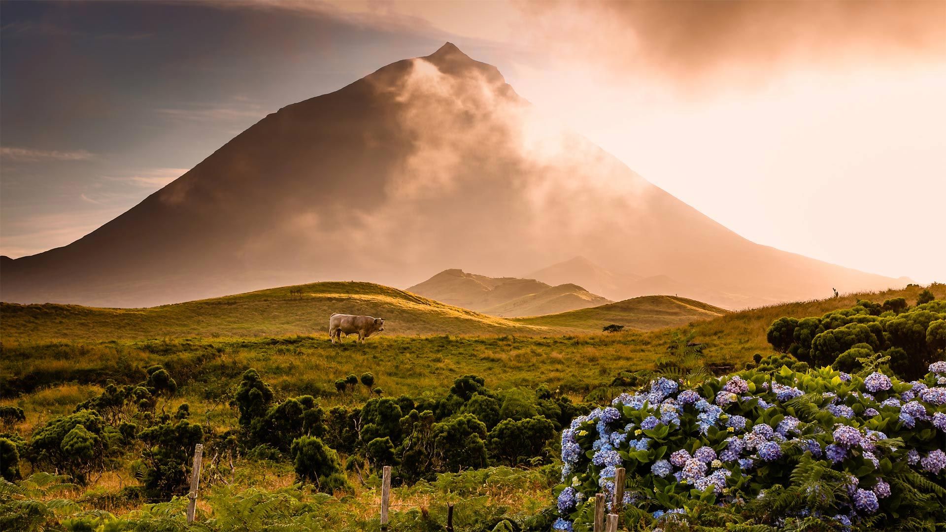 A bull stands in a field under the gaze of Mount Pico, Pico Island, Azores