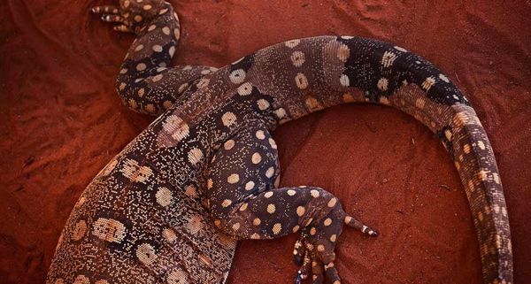 PerentisLizard