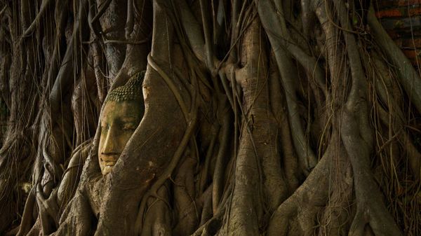 A stone Buddha head in the roots of a tree, Ayutthaya, Thailand
