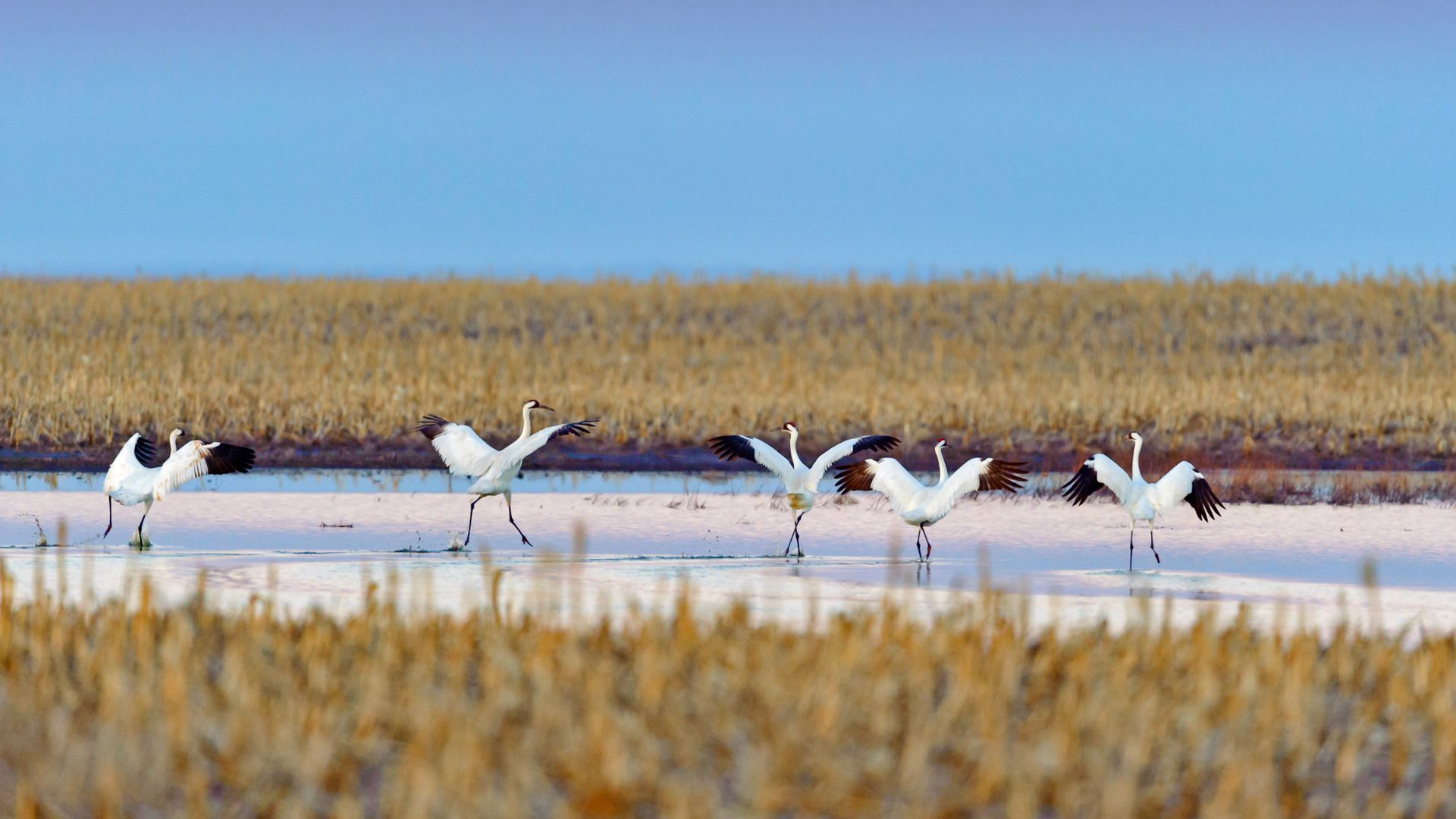 Whooping cranes, South Dakota, USA