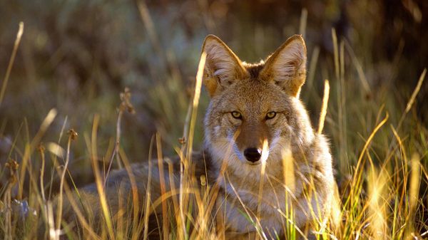 Coyote in Black Canyon of the Gunnison National Park, Colorado