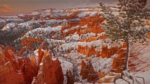布莱斯峡谷国家公园的冬天，犹他州 (© Don Paulson/Danita Delimont)(Bing China)