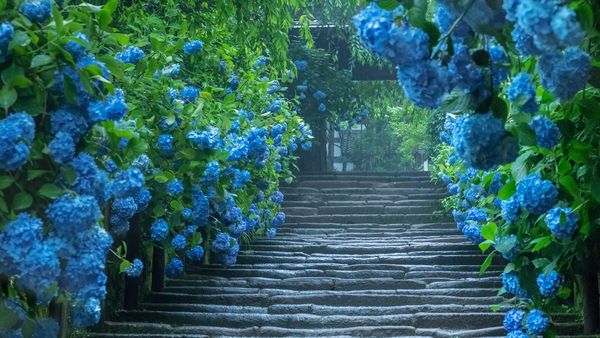 明月院のアジサイ, 神奈川 鎌倉