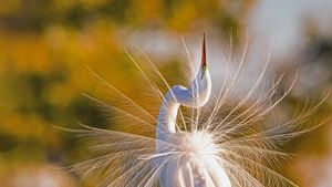A great egret in Everglades National Park, Florida (© Troy Harrison/Getty Images)(Bing Canada)