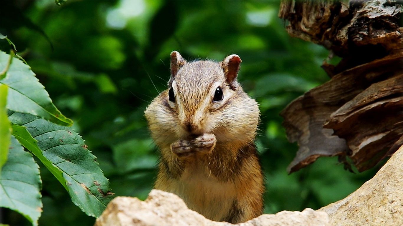 Siberian chipmunk eating sunflower seeds, Hokkaido, Japan