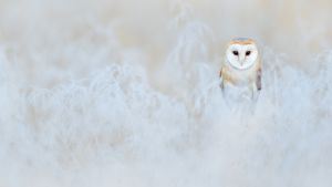 仓鸮，英格兰 (© Ondrej Prosicky/Getty Images)(Bing China)