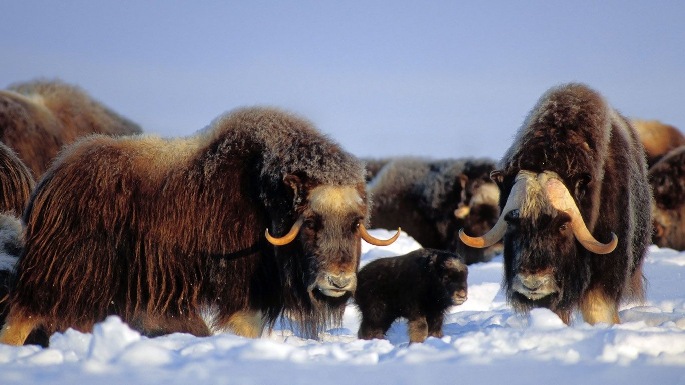 Bœufs musqués dans la chaîne Brooks, Alaska, États-Unis