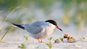 Common tern father with chick, Nickerson Beach, Long Island, New York, USA (© Vicki Jauron, Babylon and Beyond Photography/Getty Images)(Bing Australia)