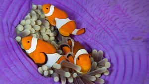 Three false clownfish in a sea anemone, Cabilao Island, Bohol, Philippines (© Franco Banfi/Nature Picture Library)(Bing United States)