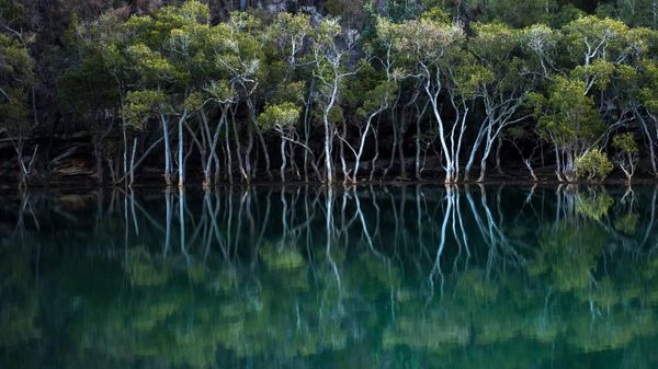 Mangroves in Garigal National Park, Sydney, New South Wales