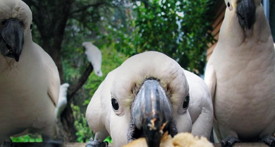 Cockatoo