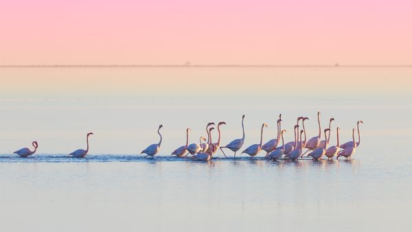 Flamencos en el Delta del Ebro, Tarragona, España