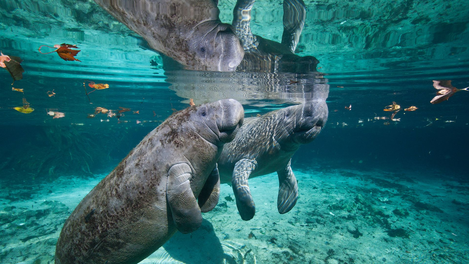 Madre e figlio di lamantino delle Indie Occidentali, Crystal River, Florida