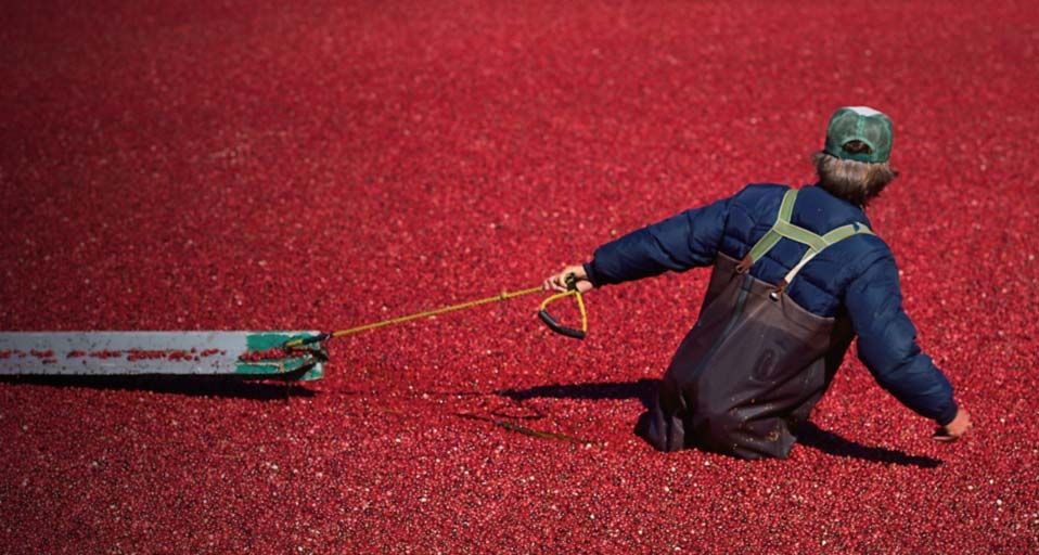 Cranberry harvest in a bog in Carver, Massachusetts