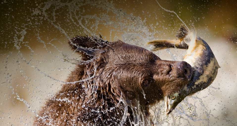 ｢産卵中の鮭を狩るヒグマ｣アメリカ, アラスカ州, カトマイ国立公園