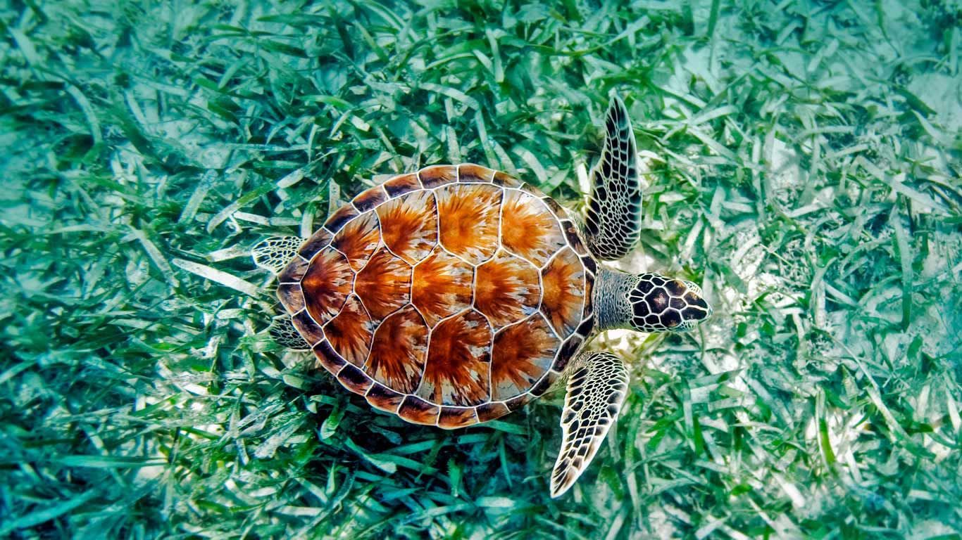 Green sea turtle (Chelonia mydas) in Hawaii, USA