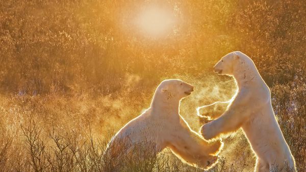 Polar bears, Churchill, Manitoba, Canada