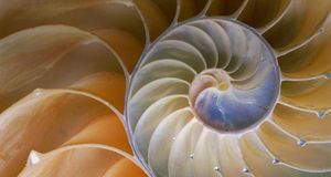 Cross section of chambered nautilus -- Josh Westrich/Corbis &copy; (Bing Australia)