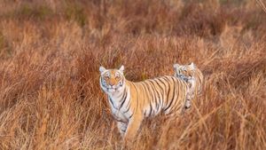 Dos tigres hermanos en el Parque Nacional de Jim Corbett, Uttarakhand, India (© Sourabh Bharti/Getty Images)(Bing España)