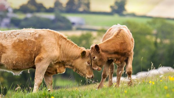 Cow with calf in a rural field for Mother’s Day