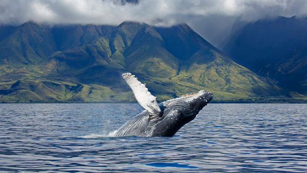 A humpback whale off the coast of Maui, Hawaii