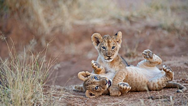 Lion cubs wrestling in Samburu National Reserve, Kenya
