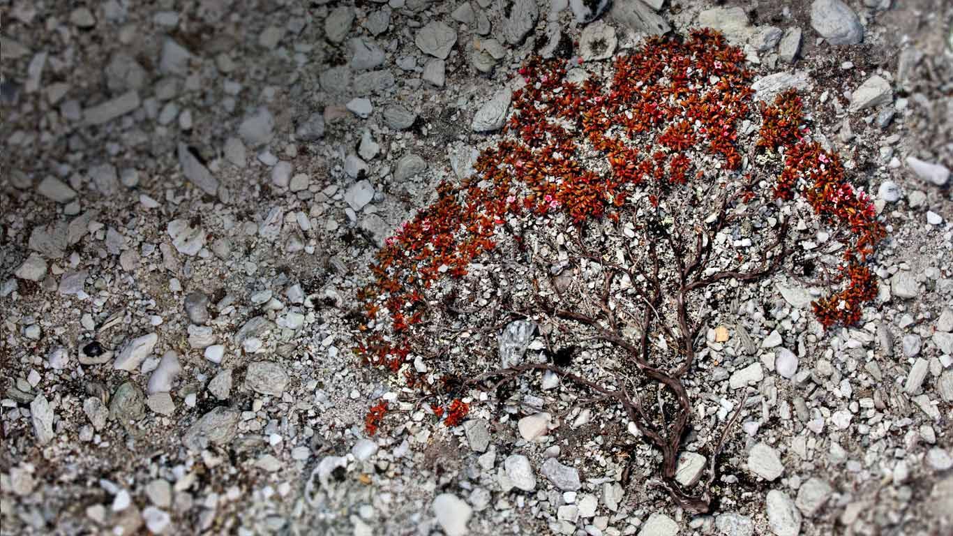 Trailing azalea growing on a scree slope in Rondane National Park, Norway