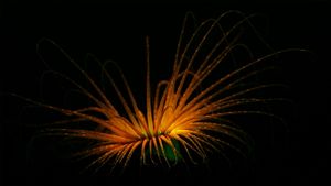 A tube anemone (© Coral Morphologic)(Bing United States)