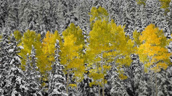 Aspen trees in autumn foliage, San Juan Mountains near Telluride, Colorado