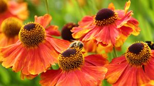 谢菲尔德的欧洲蜜蜂, 英格兰 (© Deborah Vernon/Alamy)(Bing China)