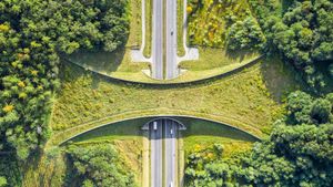 Aerial view of a wildlife crossing near Zakrzów, Poland (© bbsferrari/Getty Images)(Bing United States)